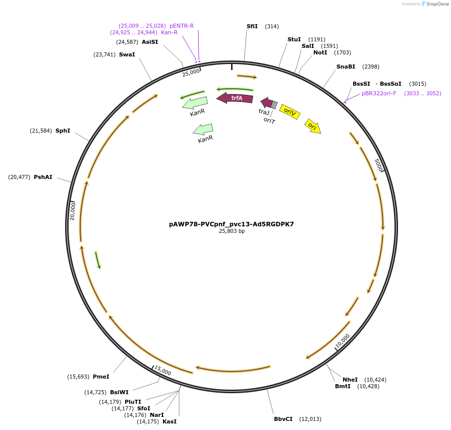 198291-plasmid-map-sequence-id-388684