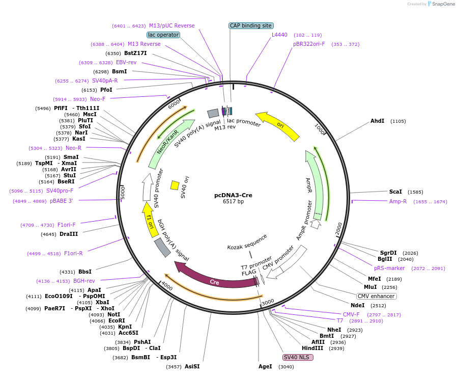 198281-plasmid-map-sequence-id-388688