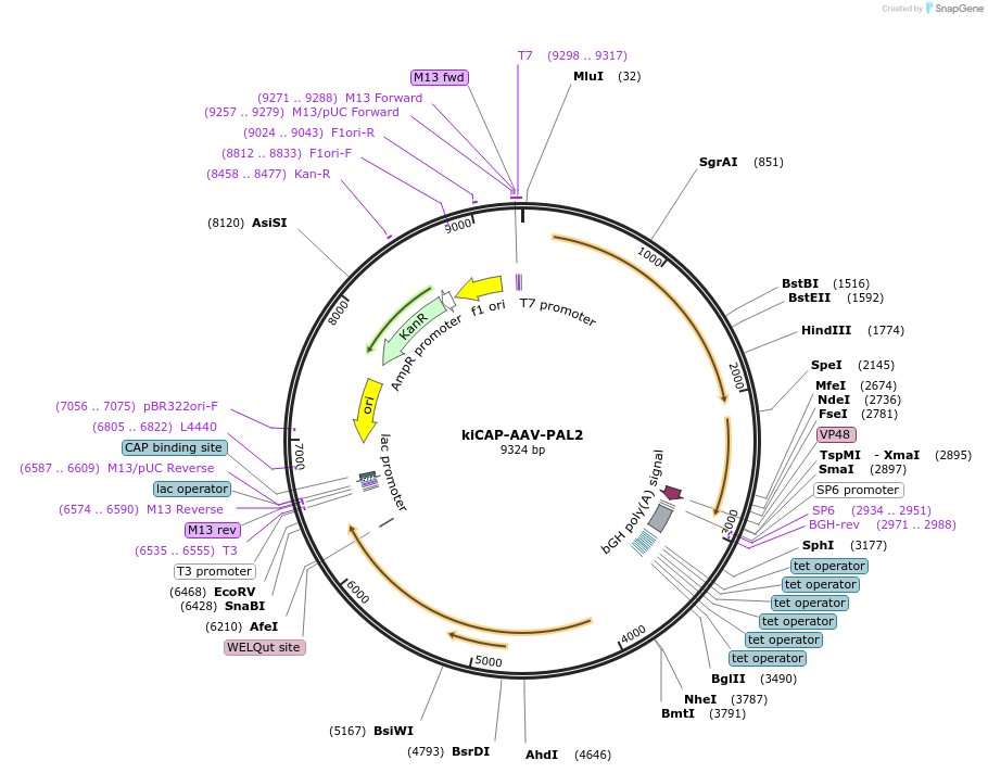 196691-plasmid-map-sequence-id-388689