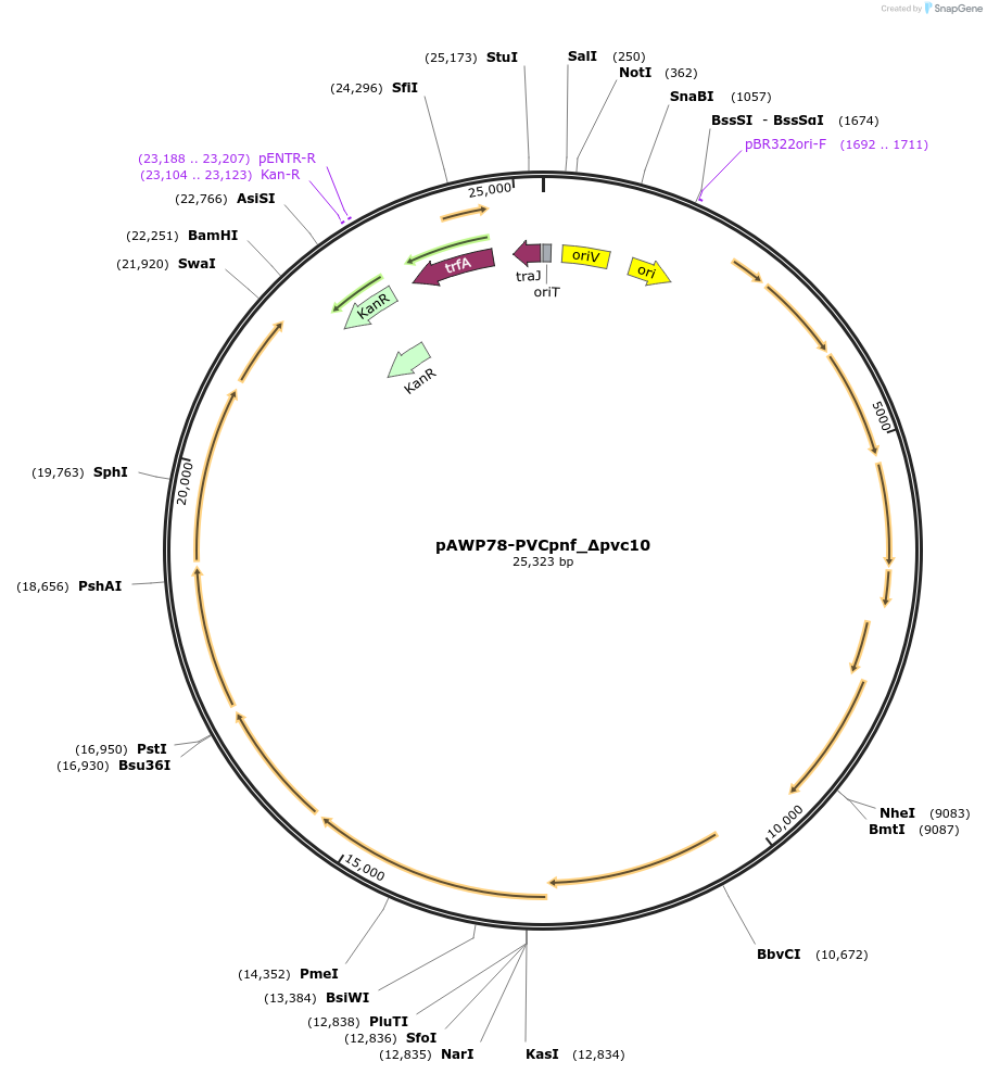 198448-plasmid-map-sequence-id-388697