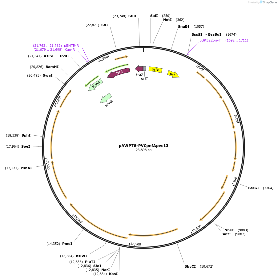 198283-plasmid-map-sequence-id-388698