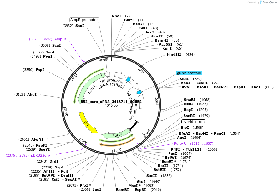 197558-plasmid-map-sequence-id-388709