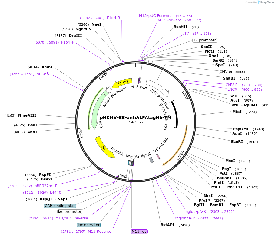 198307-plasmid-map-sequence-id-388710
