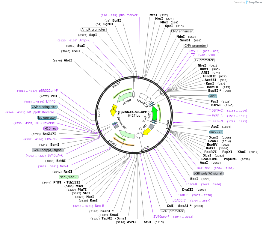 198279-plasmid-map-sequence-id-388711