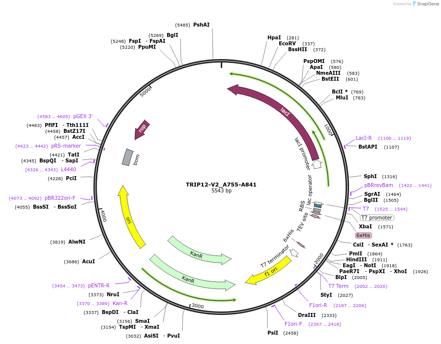 194759-plasmid-map-sequence-id-388717