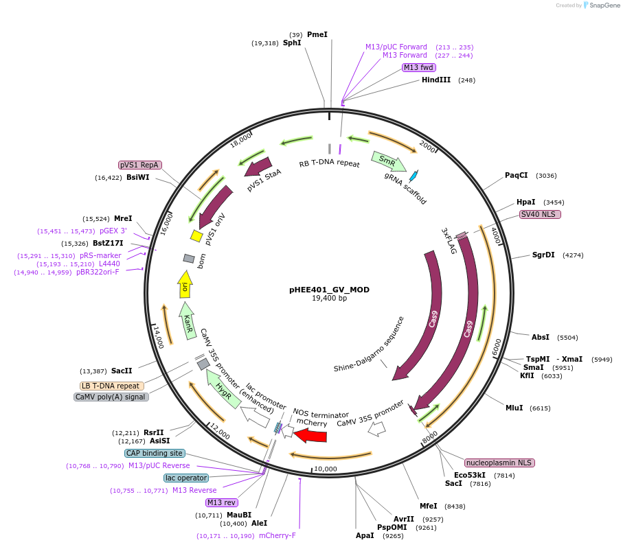 194874-plasmid-map-sequence-id-388719