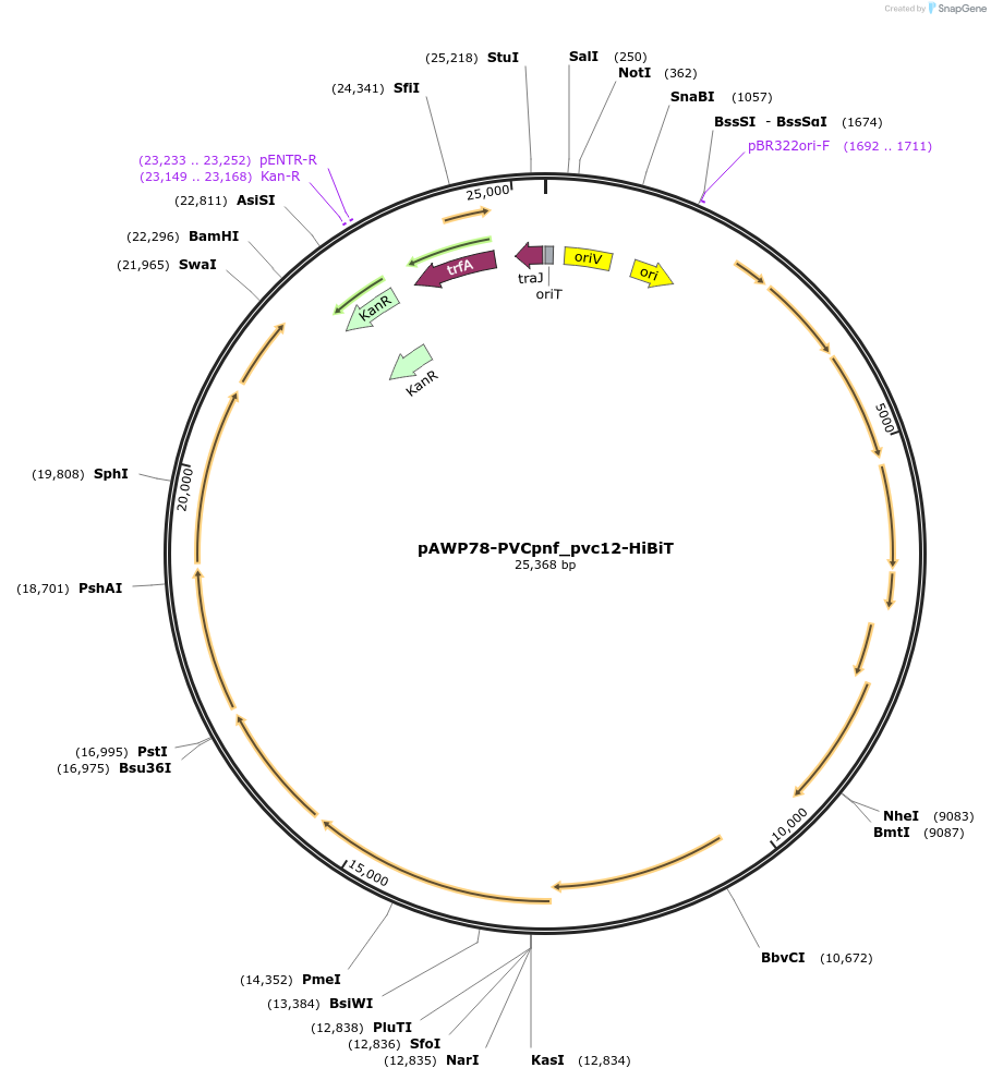 198308-plasmid-map-sequence-id-388720