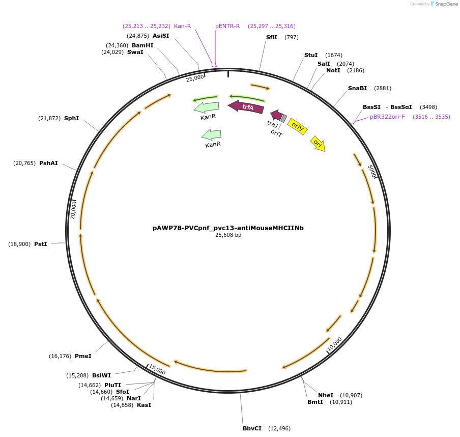 198292-plasmid-map-sequence-id-388721