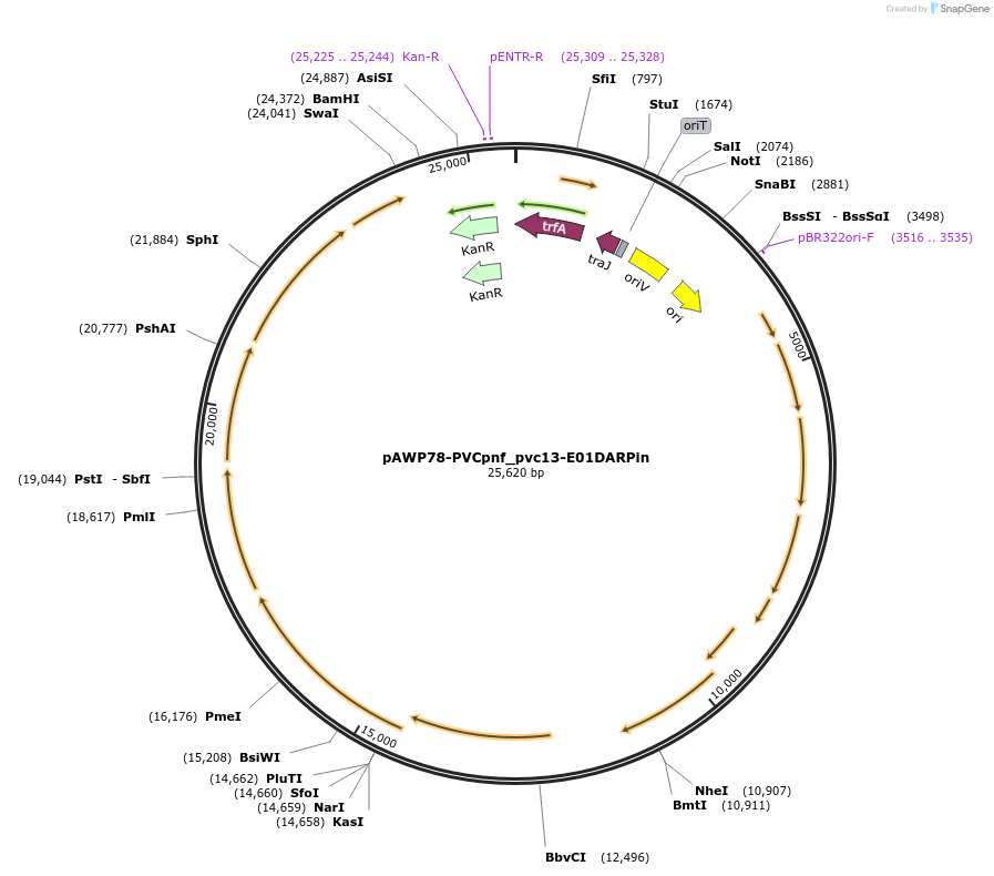 198287-plasmid-map-sequence-id-388723