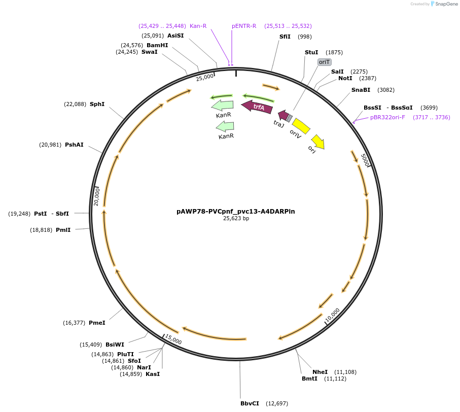 198288-plasmid-map-sequence-id-388725