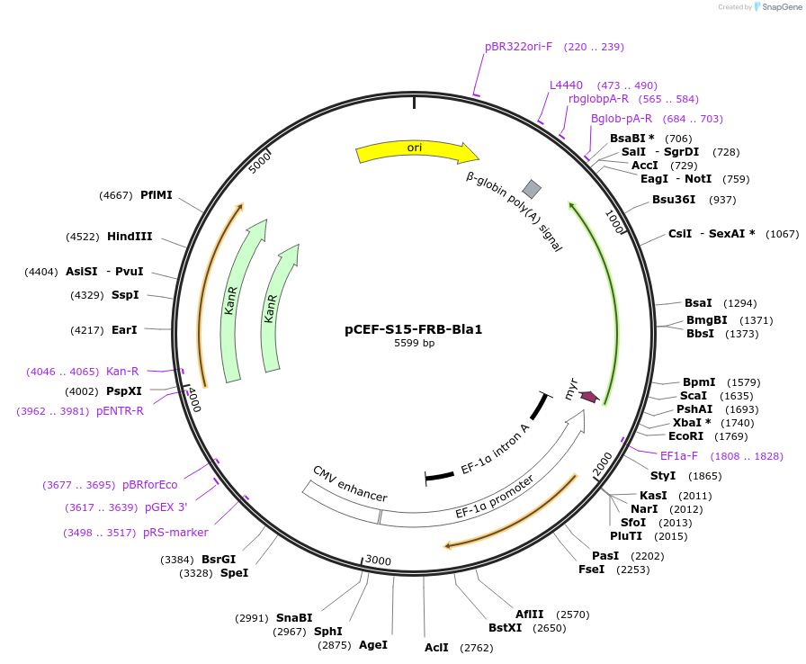 190916-plasmid-map-sequence-id-388728