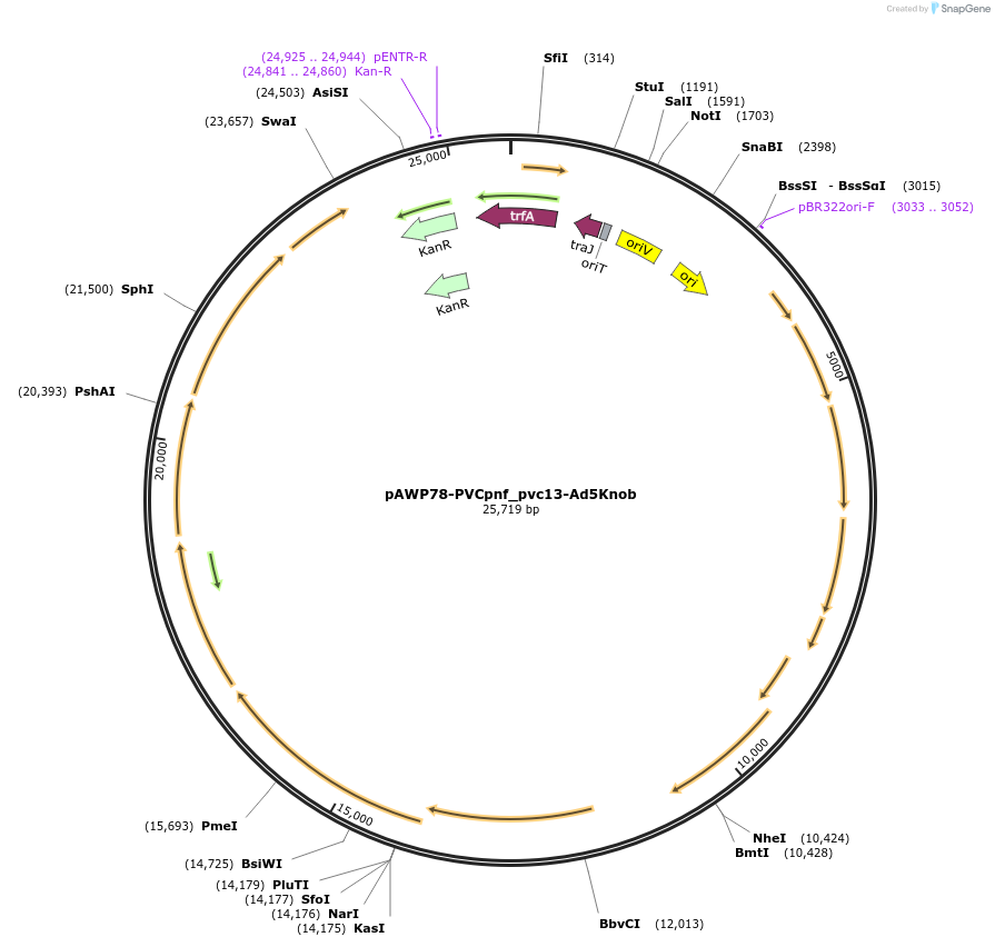 198289-plasmid-map-sequence-id-388729