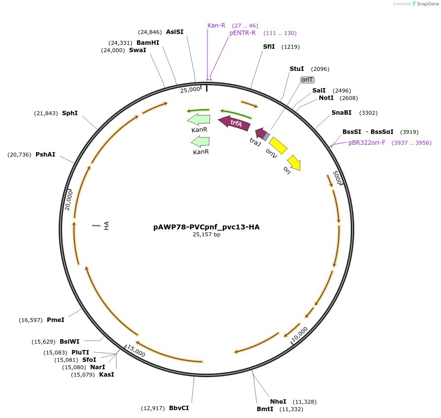 198296-plasmid-map-sequence-id-388732