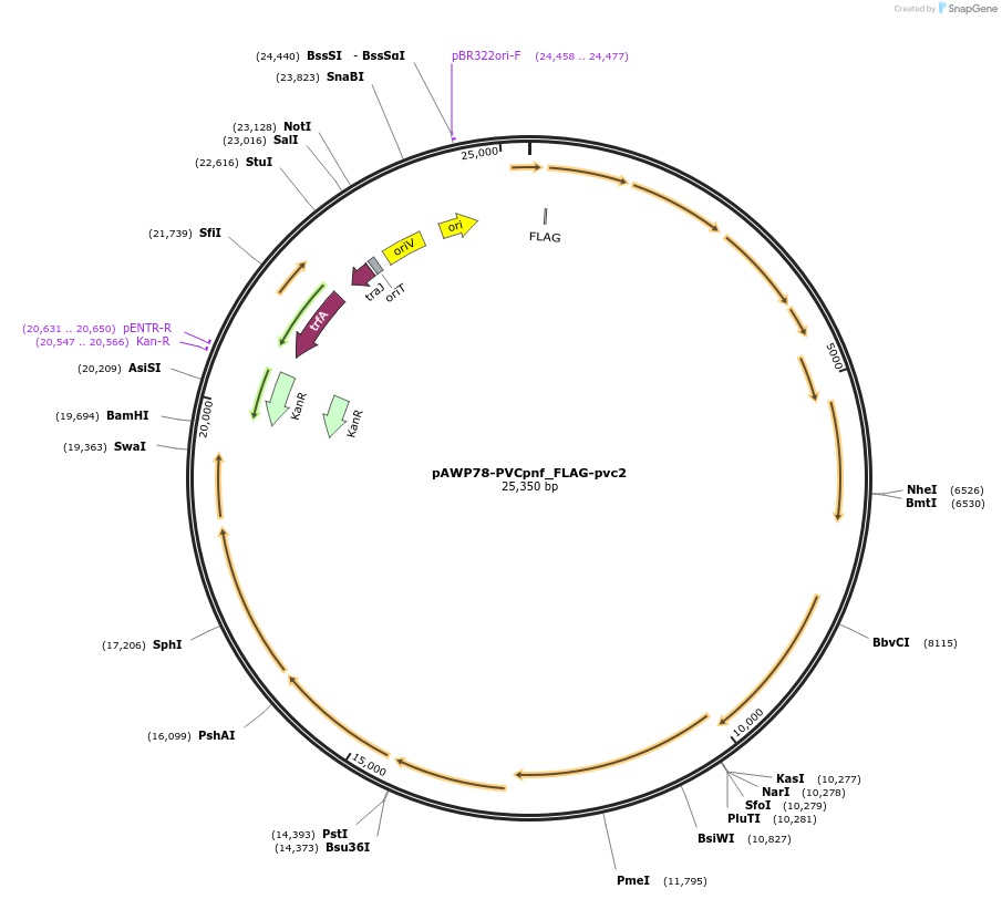 198285-plasmid-map-sequence-id-388734