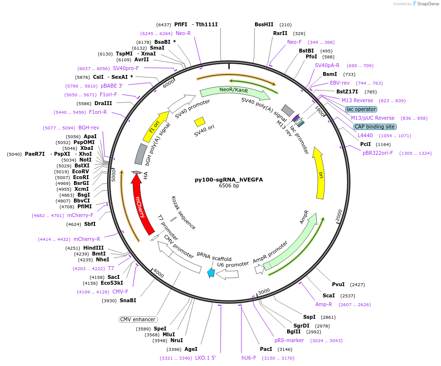 198282-plasmid-map-sequence-id-388738