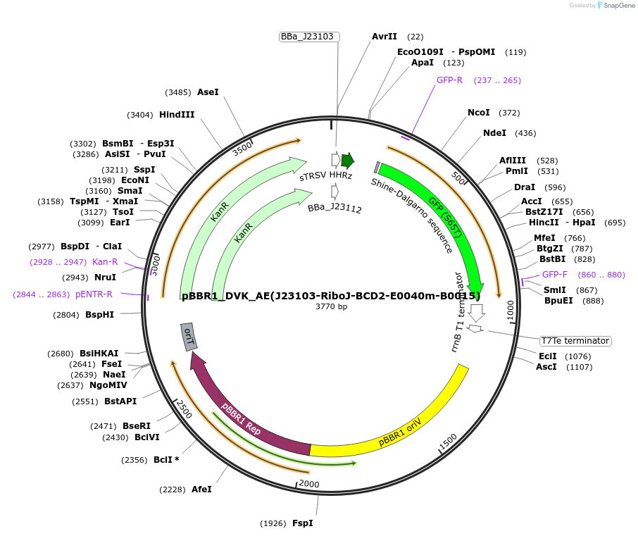 197667-plasmid-map-sequence-id-388742