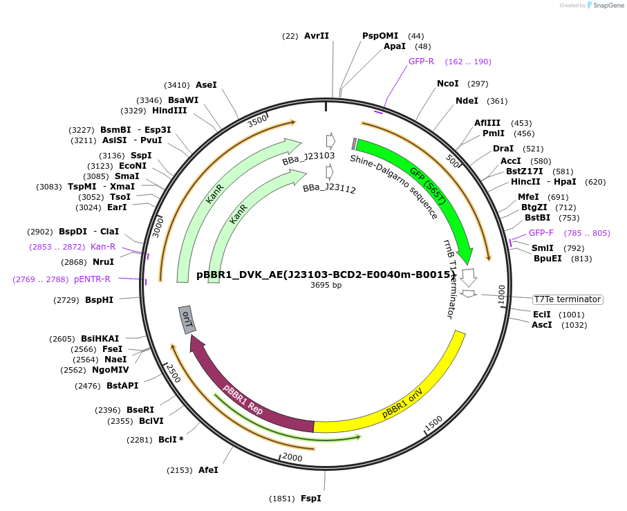 197666-plasmid-map-sequence-id-388743