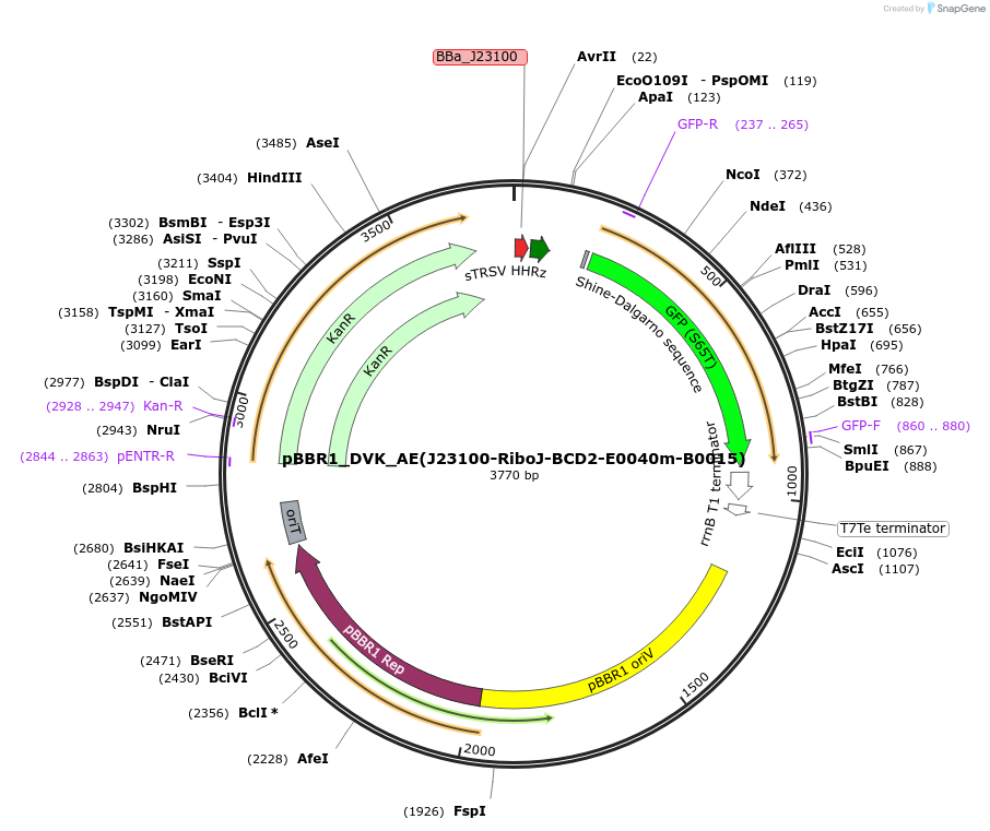 197661-plasmid-map-sequence-id-388746