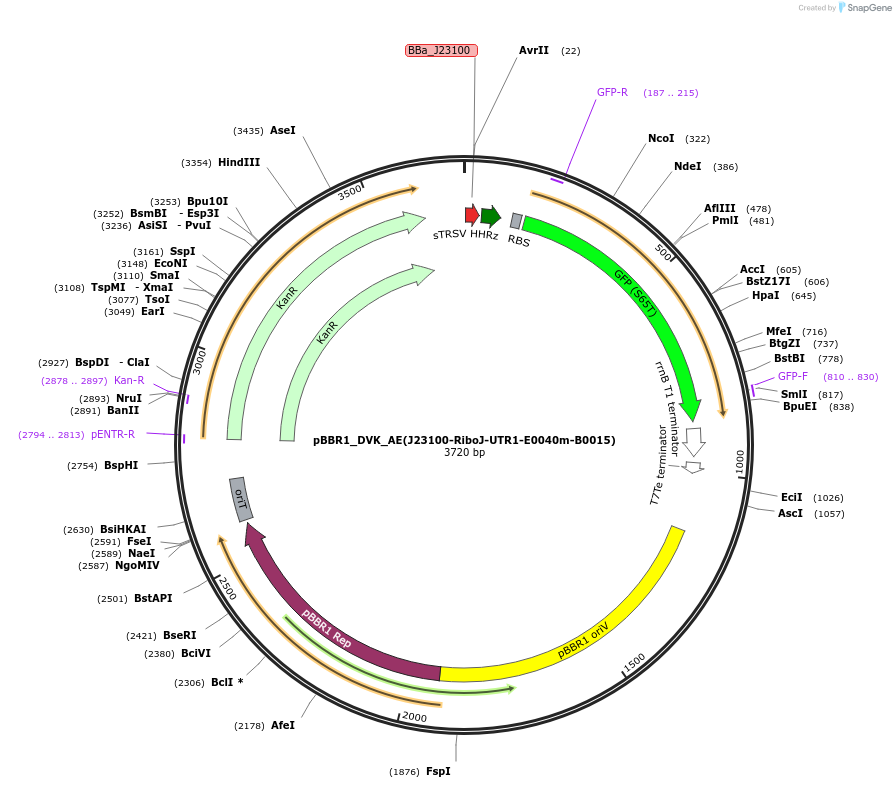 197662-plasmid-map-sequence-id-388755