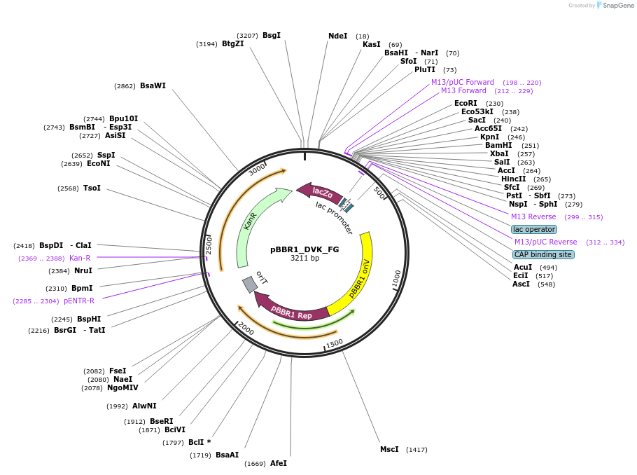 188948-plasmid-map-sequence-id-388756