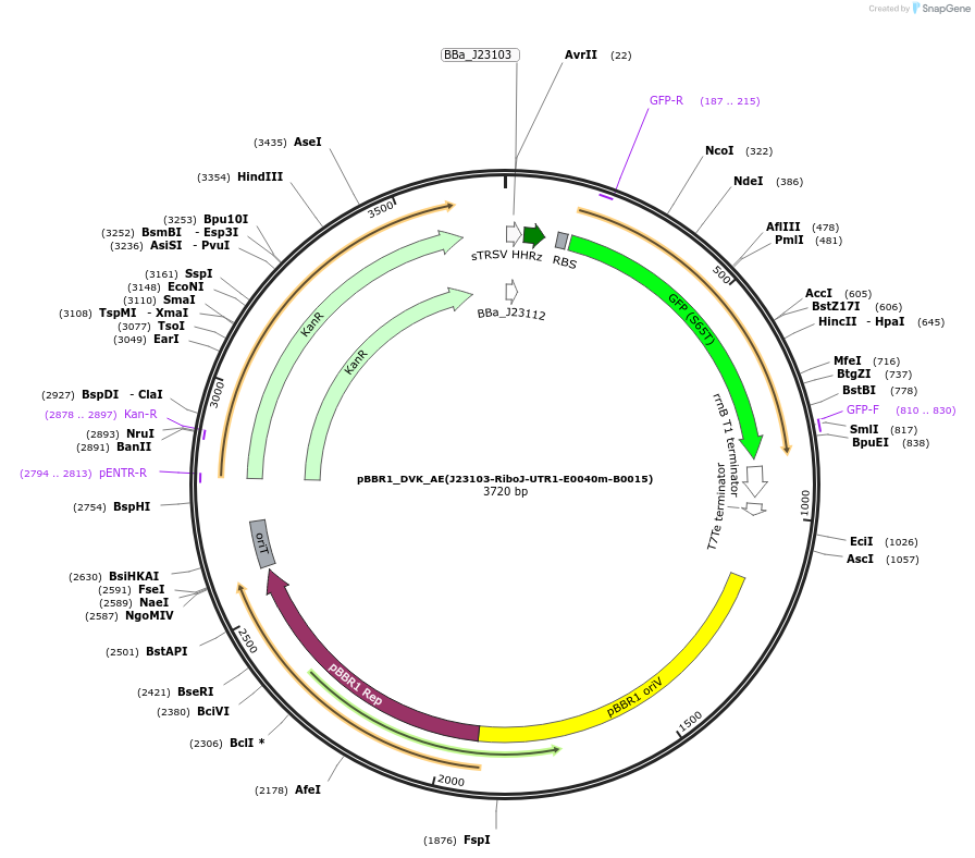 197668-plasmid-map-sequence-id-388758