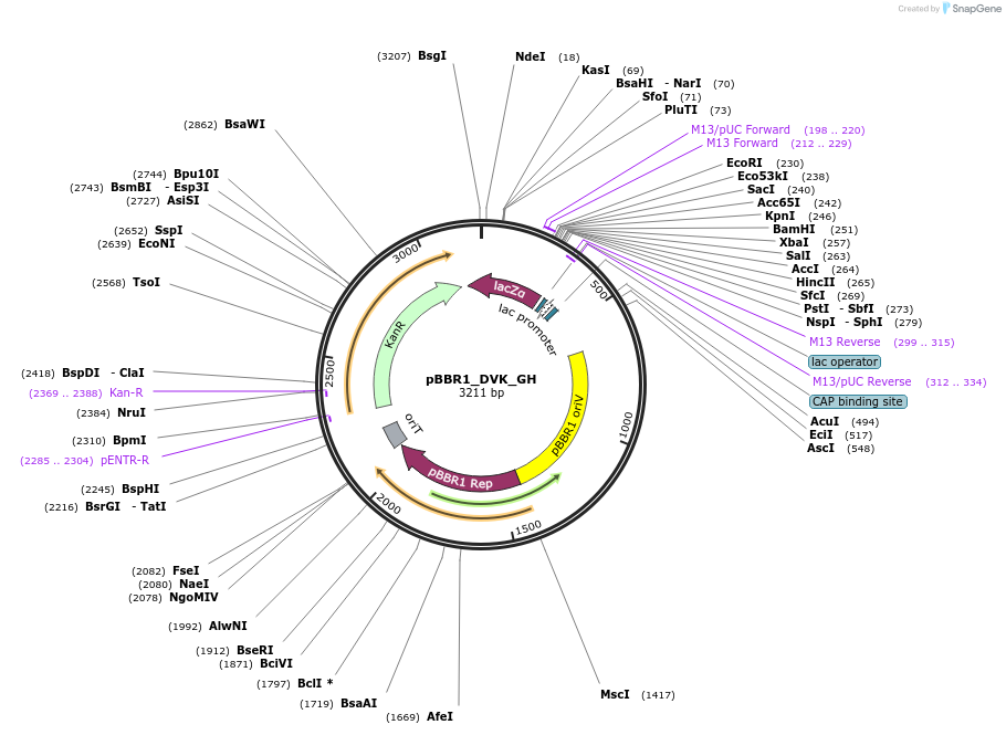 188949-plasmid-map-sequence-id-388761