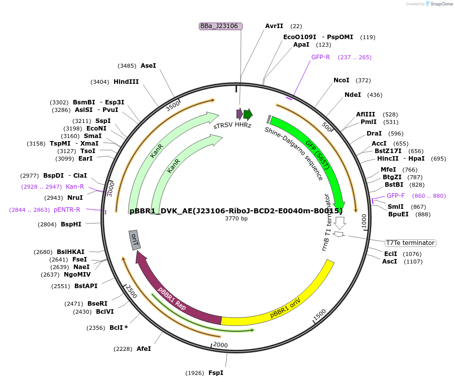 197673-plasmid-map-sequence-id-388762