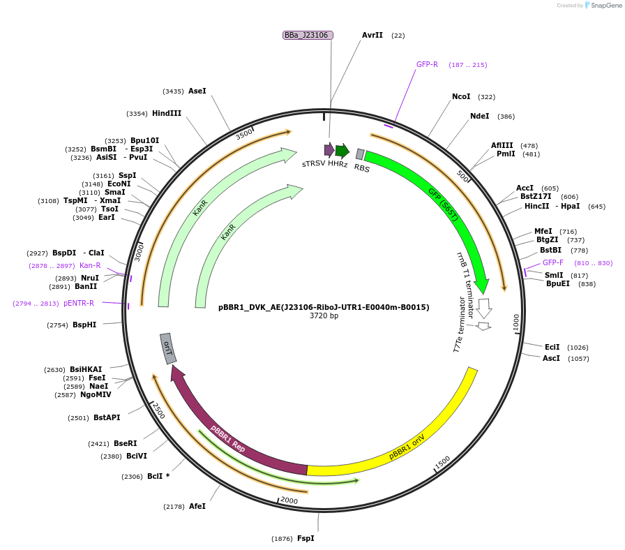 197674-plasmid-map-sequence-id-388765