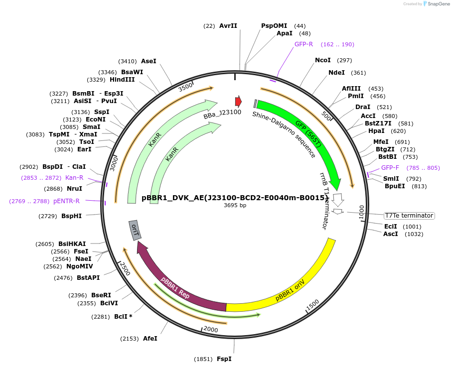 197660-plasmid-map-sequence-id-388772