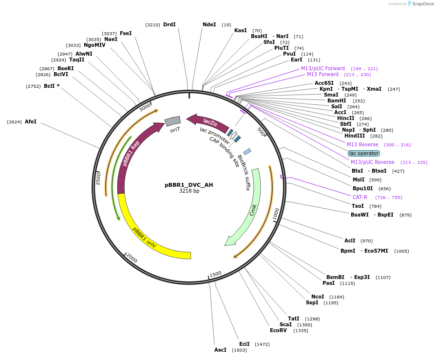 188955-plasmid-map-sequence-id-388774