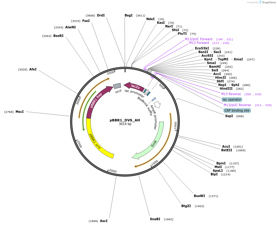 188952-plasmid-map-sequence-id-388776