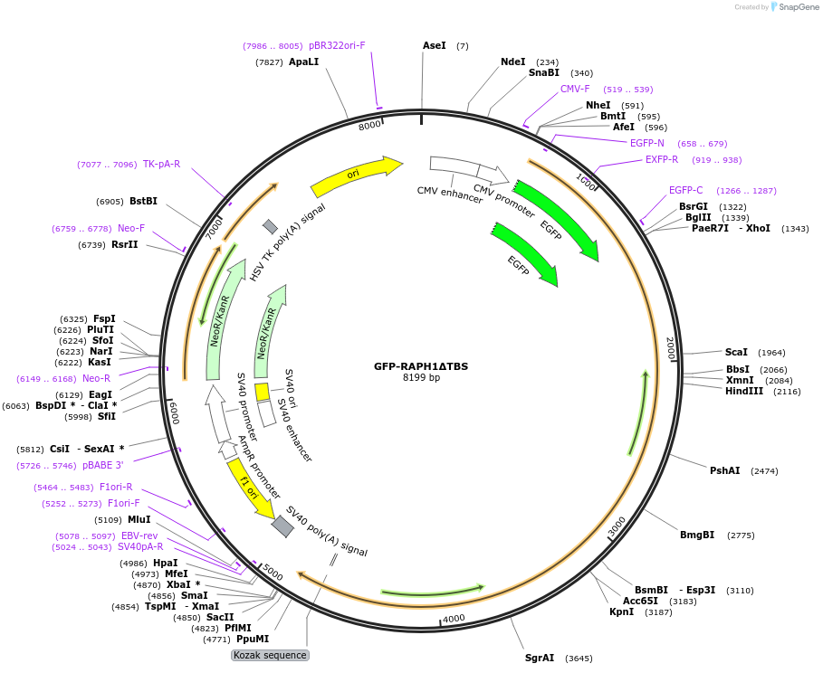194859-plasmid-map-sequence-id-388852