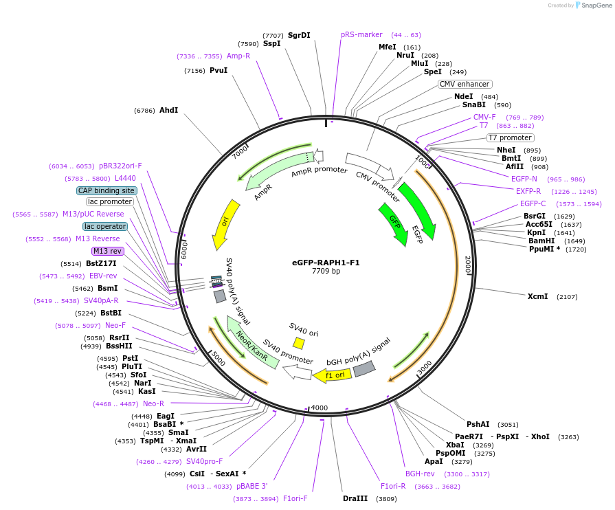 194860-plasmid-map-sequence-id-388854