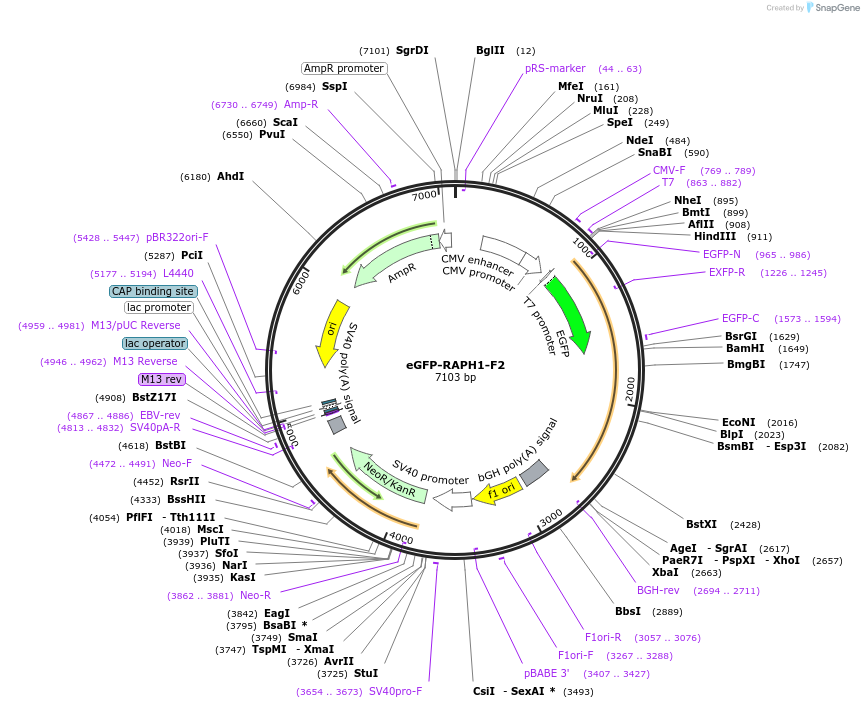 194861-plasmid-map-sequence-id-388855