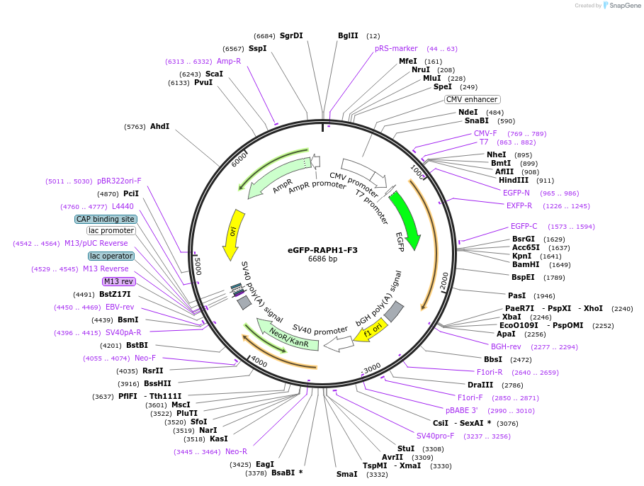 194862-plasmid-map-sequence-id-388856