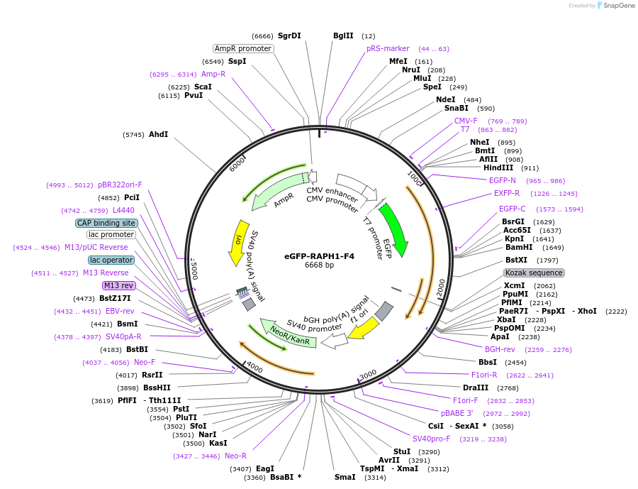 194863-plasmid-map-sequence-id-388857