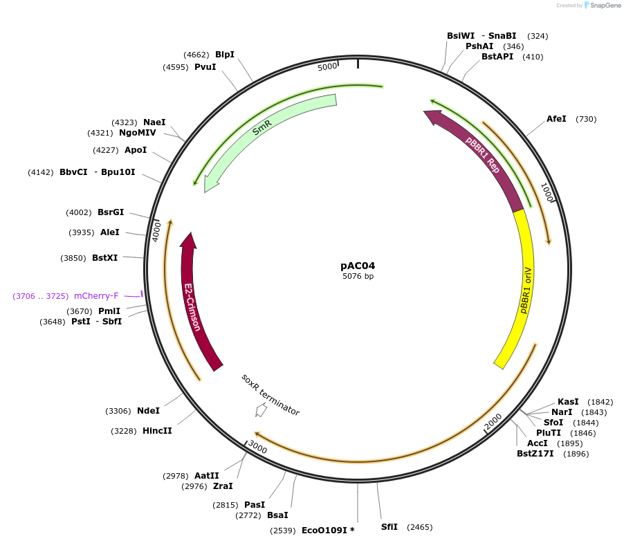197400-plasmid-map-sequence-id-388863