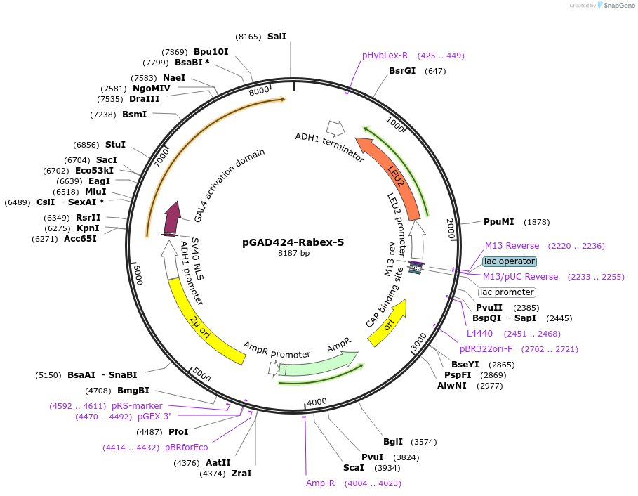 197043-plasmid-map-sequence-id-388865