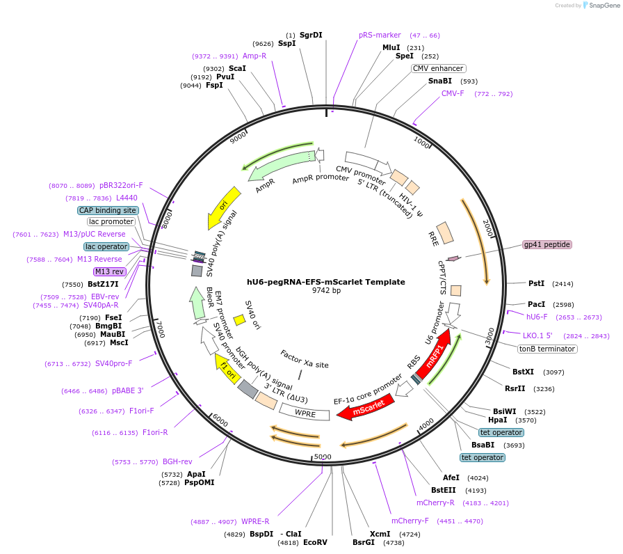 196037-plasmid-map-sequence-id-388867