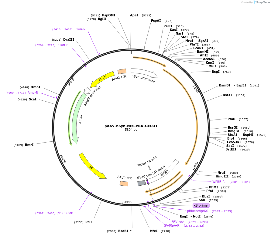 113683-plasmid-map-sequence-id-388869