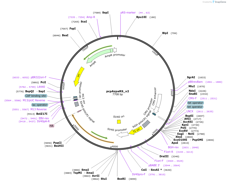 196483-plasmid-map-sequence-id-388871