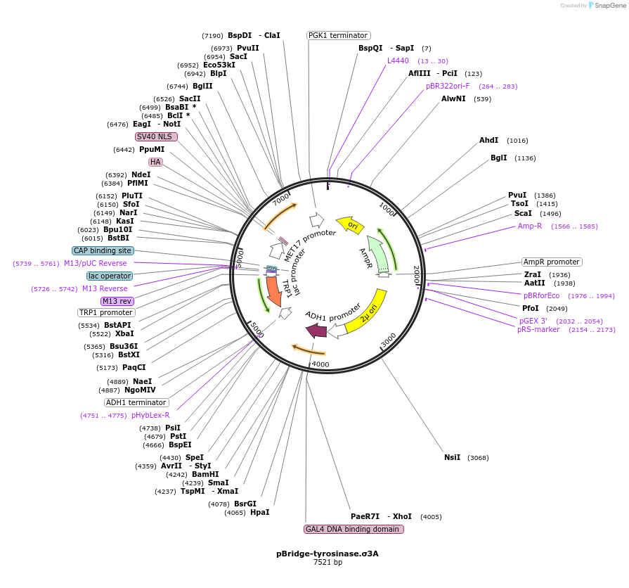197513-plasmid-map-sequence-id-388877