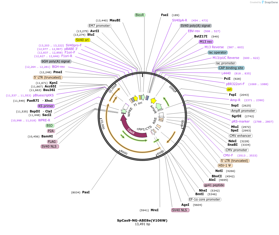 198533-plasmid-map-sequence-id-388880