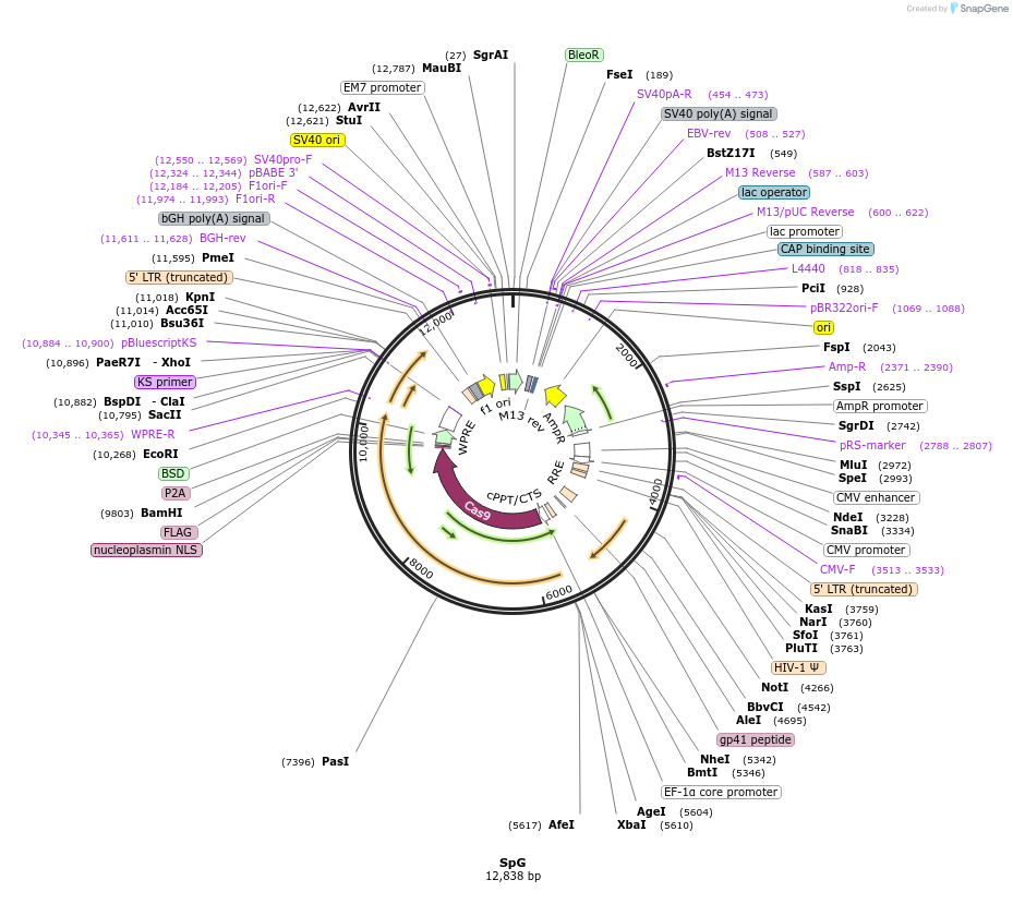 198543-plasmid-map-sequence-id-388887