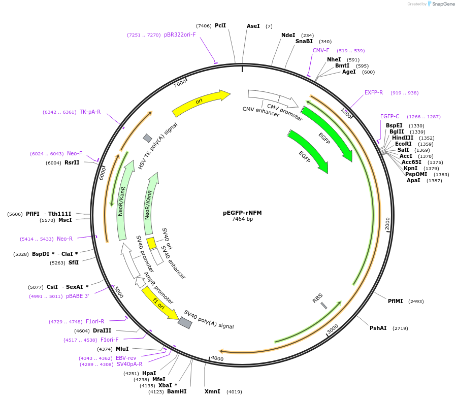 32907-plasmid-map-sequence-id-38889