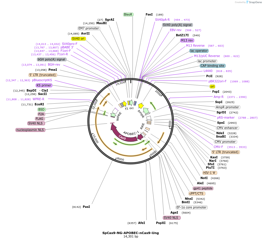 198539-plasmid-map-sequence-id-388890