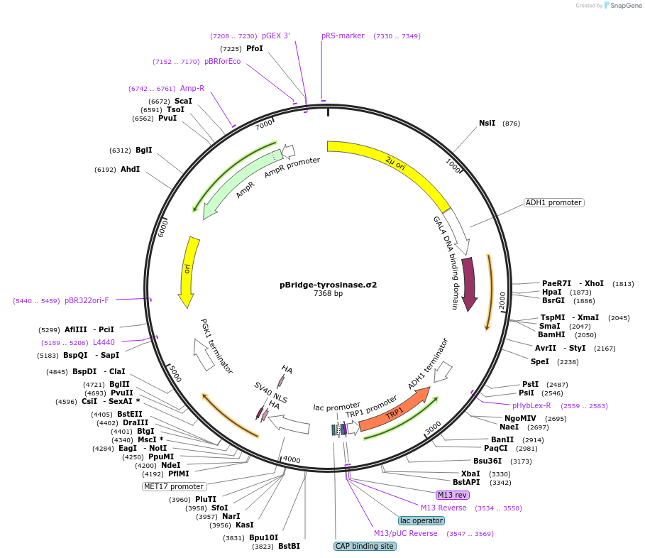 197415-plasmid-map-sequence-id-388893
