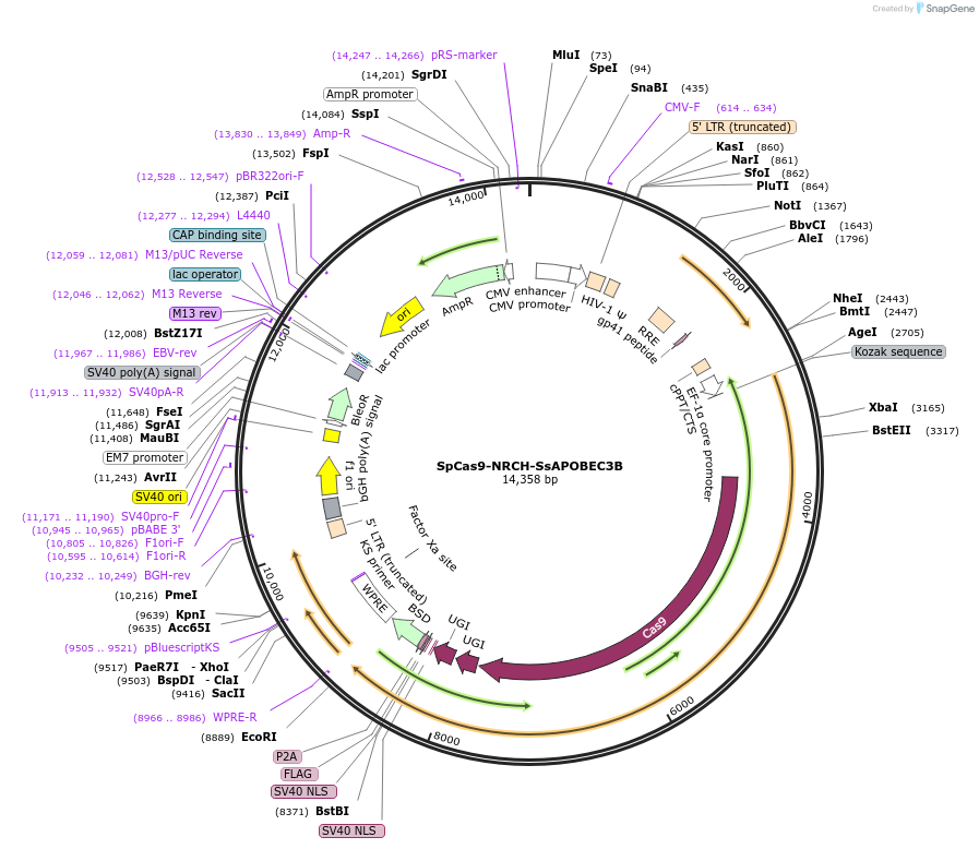 198550-plasmid-map-sequence-id-388894