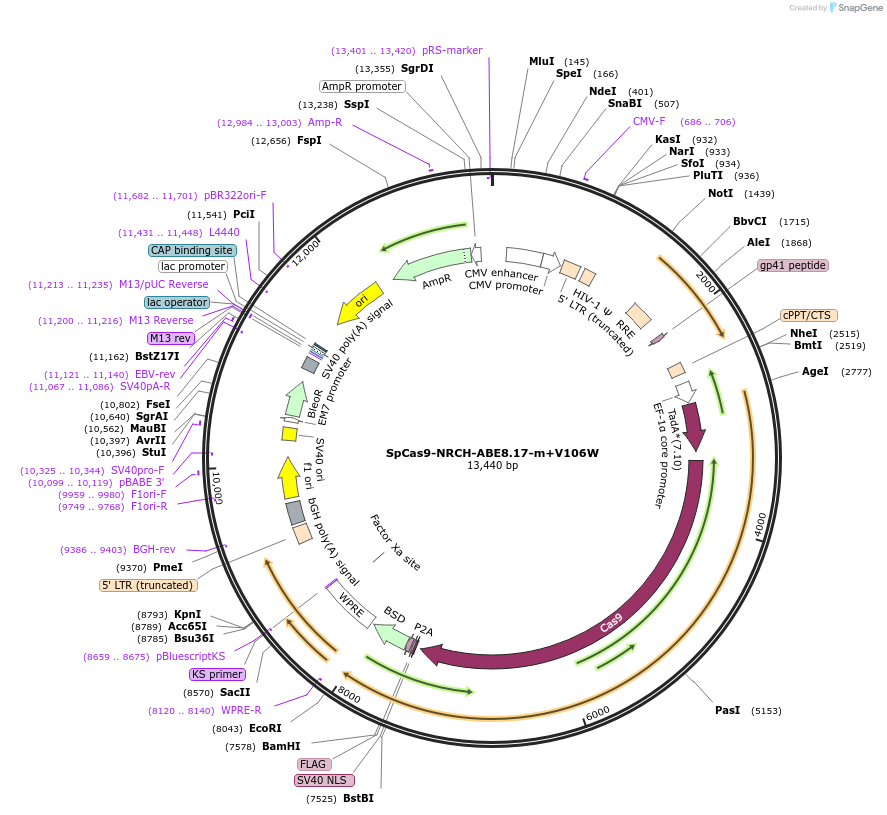 198551-plasmid-map-sequence-id-388896