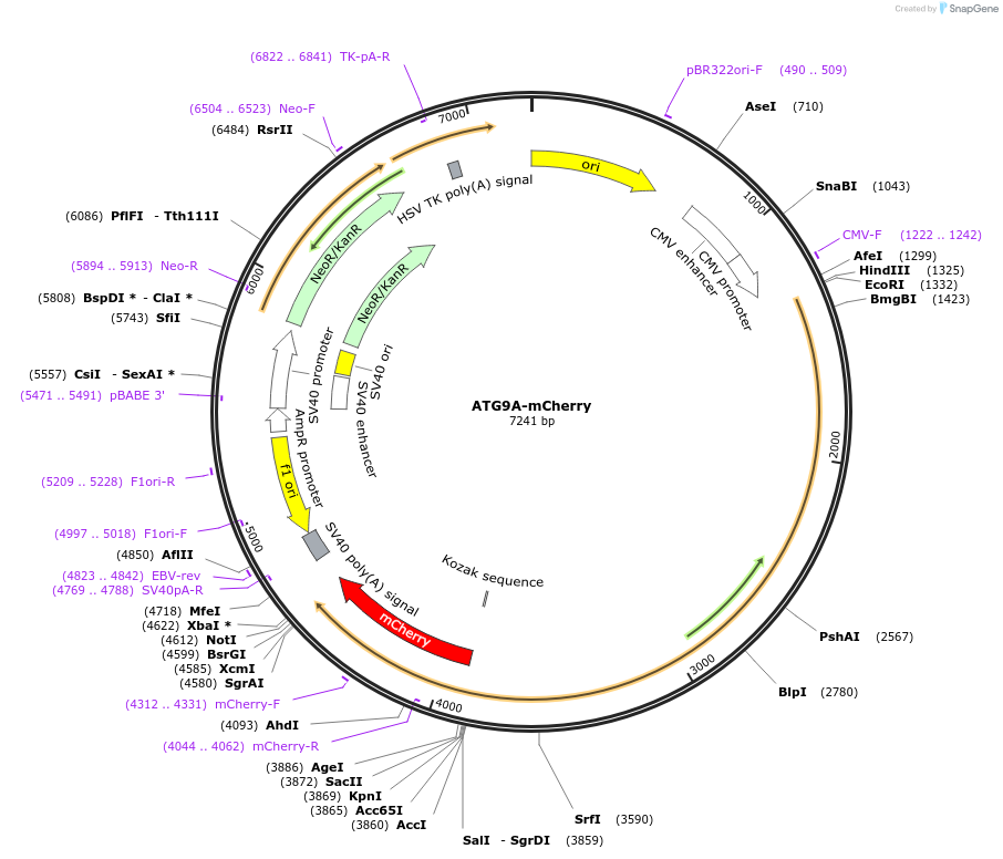197393-plasmid-map-sequence-id-388904